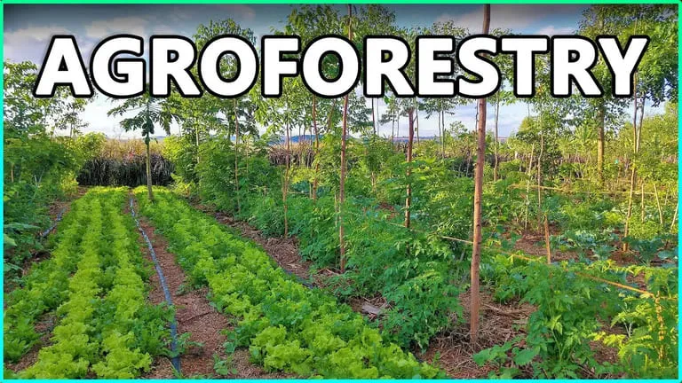 Training Course on Agroforestry Systems and Sustainable Landscapes