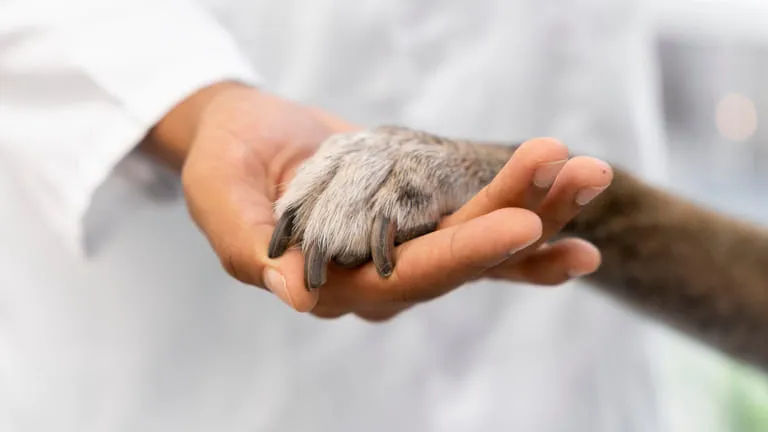 Training Course on Animal Health Management and Disease Surveillance