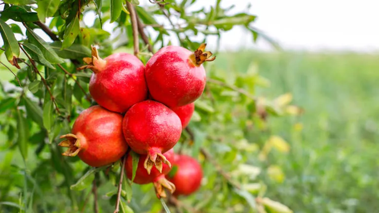 Training Course on Post-Harvest Management and Loss Reduction