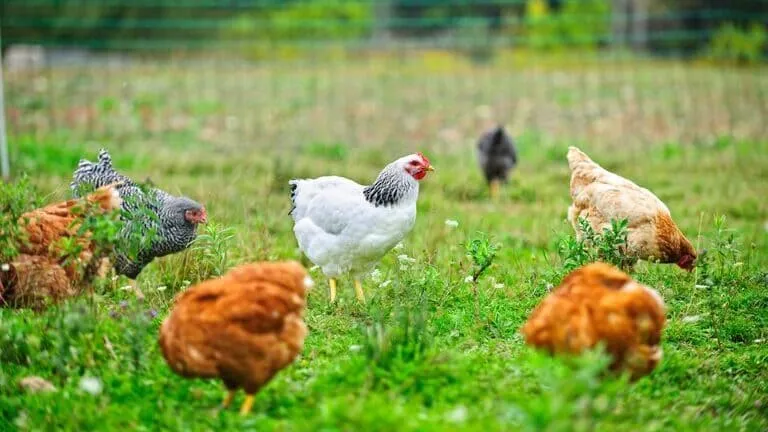 Training Course on Poultry Farming and Commercial Poultry Production