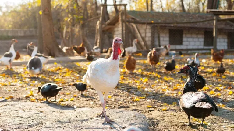 poultry farming courses in Kenya